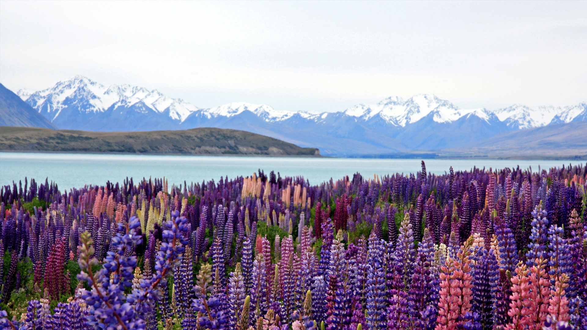 Lake Tekapo Flora